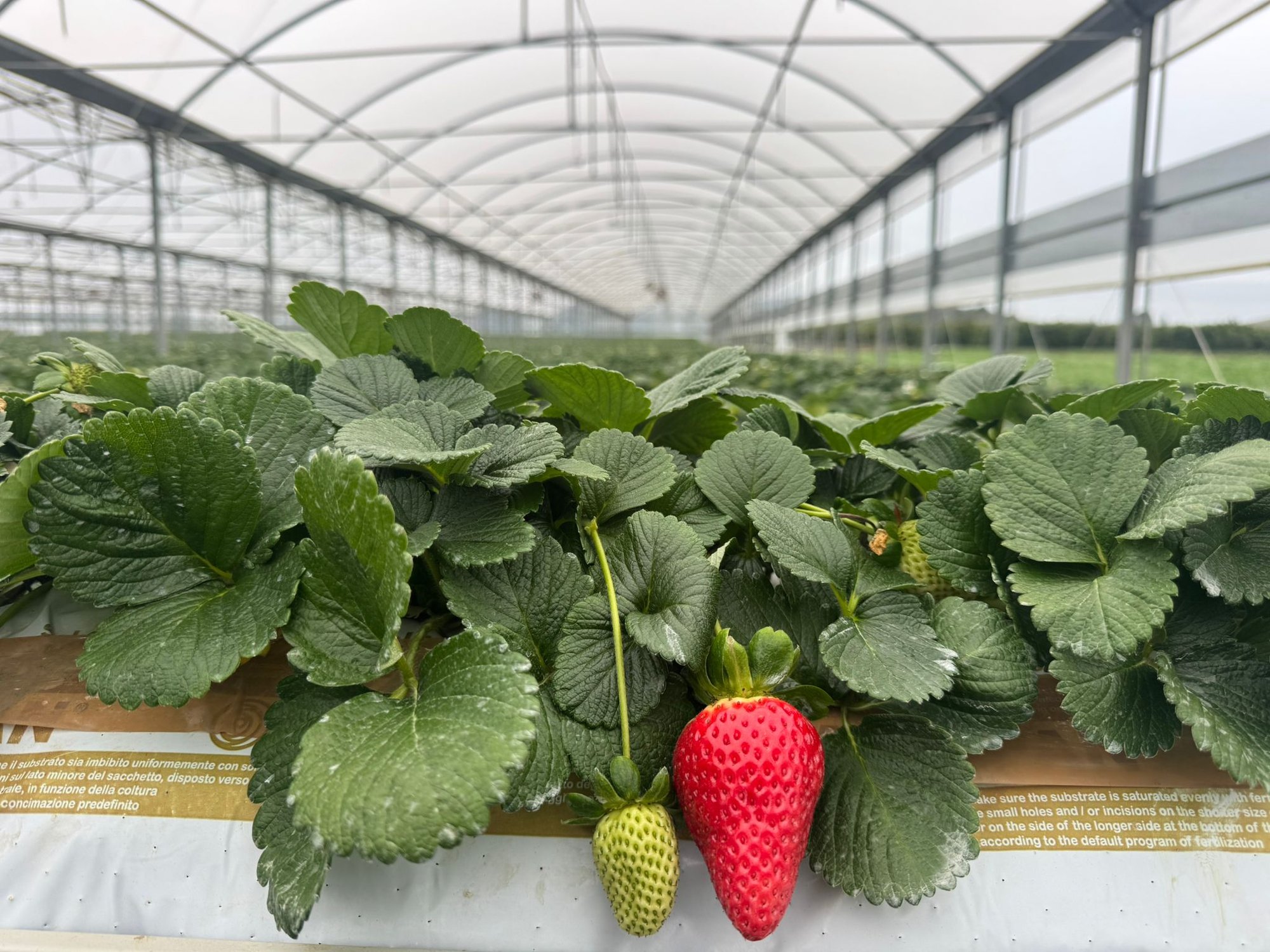 WhatsApp Image 2026-02-11 at 16.42.19