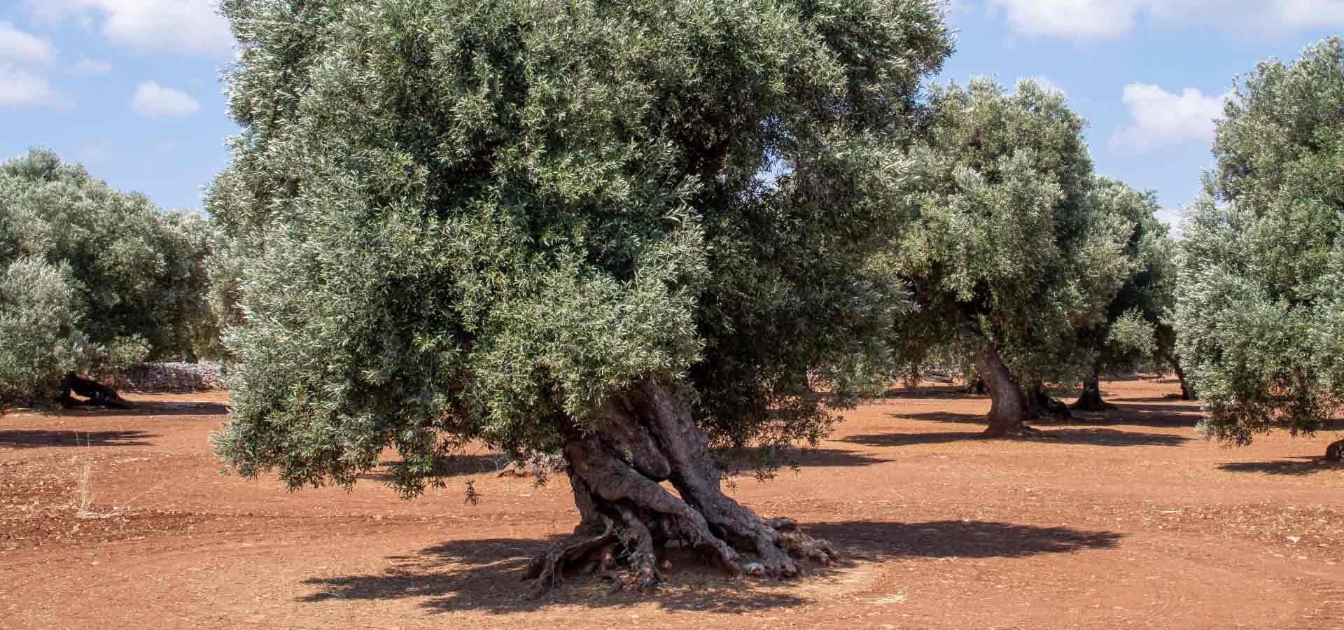 come-coltivare-albero-olivo_4c996663-0648-4451-a80e-82ad0b362402