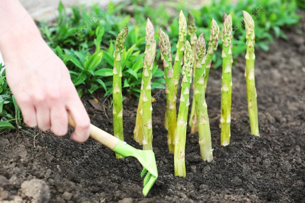 depositphotos_74366243-stock-photo-farmer-planting-asparagus-into-black