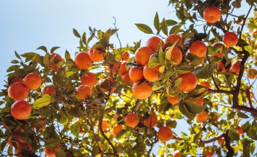 tutte-le-varieta-di-albicocche-tardive